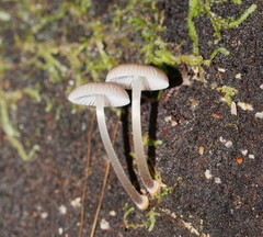 Mycena tuvara