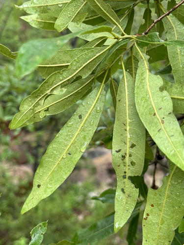 Quercus iltisii