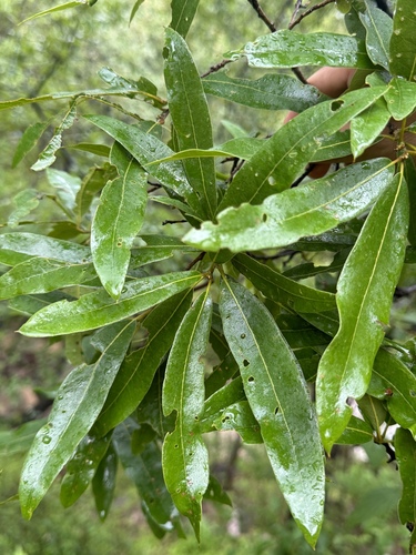 Quercus iltisii