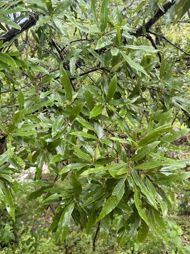 Quercus iltisii