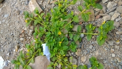 Mecardonia procumbens