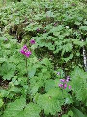 Primula matthioli