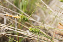 Carex extensa