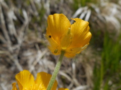 Ranunculus breyninus