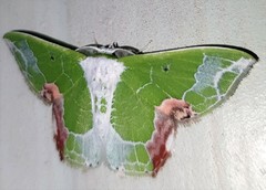 Protuliocnemis partita