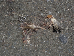 Pycnonotus sinensis formosae