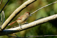 Thamnophilus ruficapillus