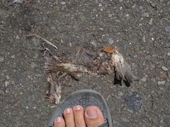 Pycnonotus sinensis formosae