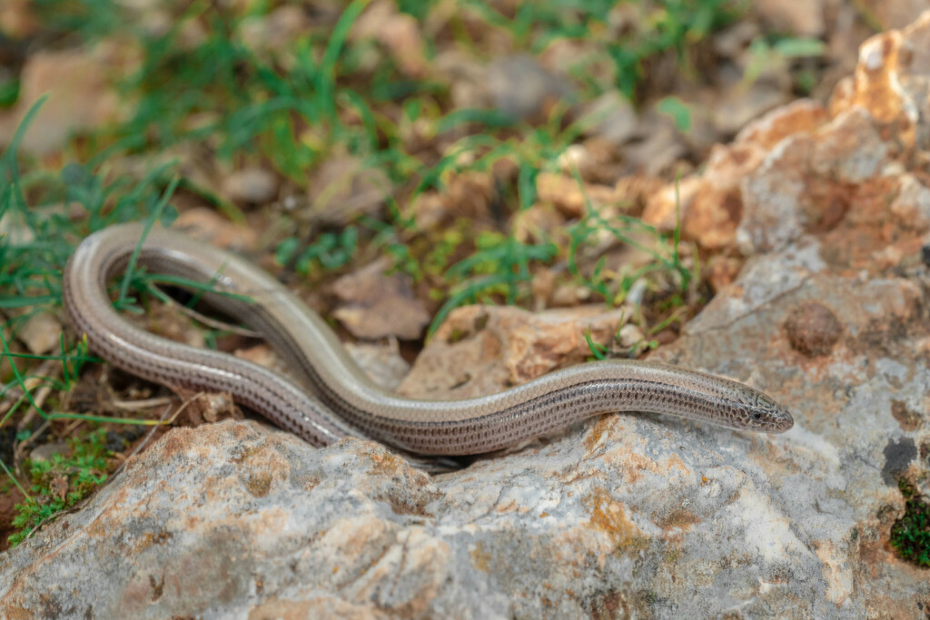 Anatolian Limbless Skink