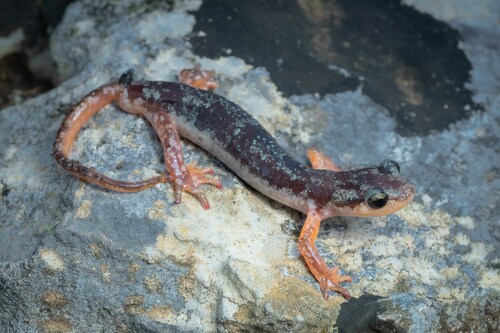 Lyciasalamandra finikensis