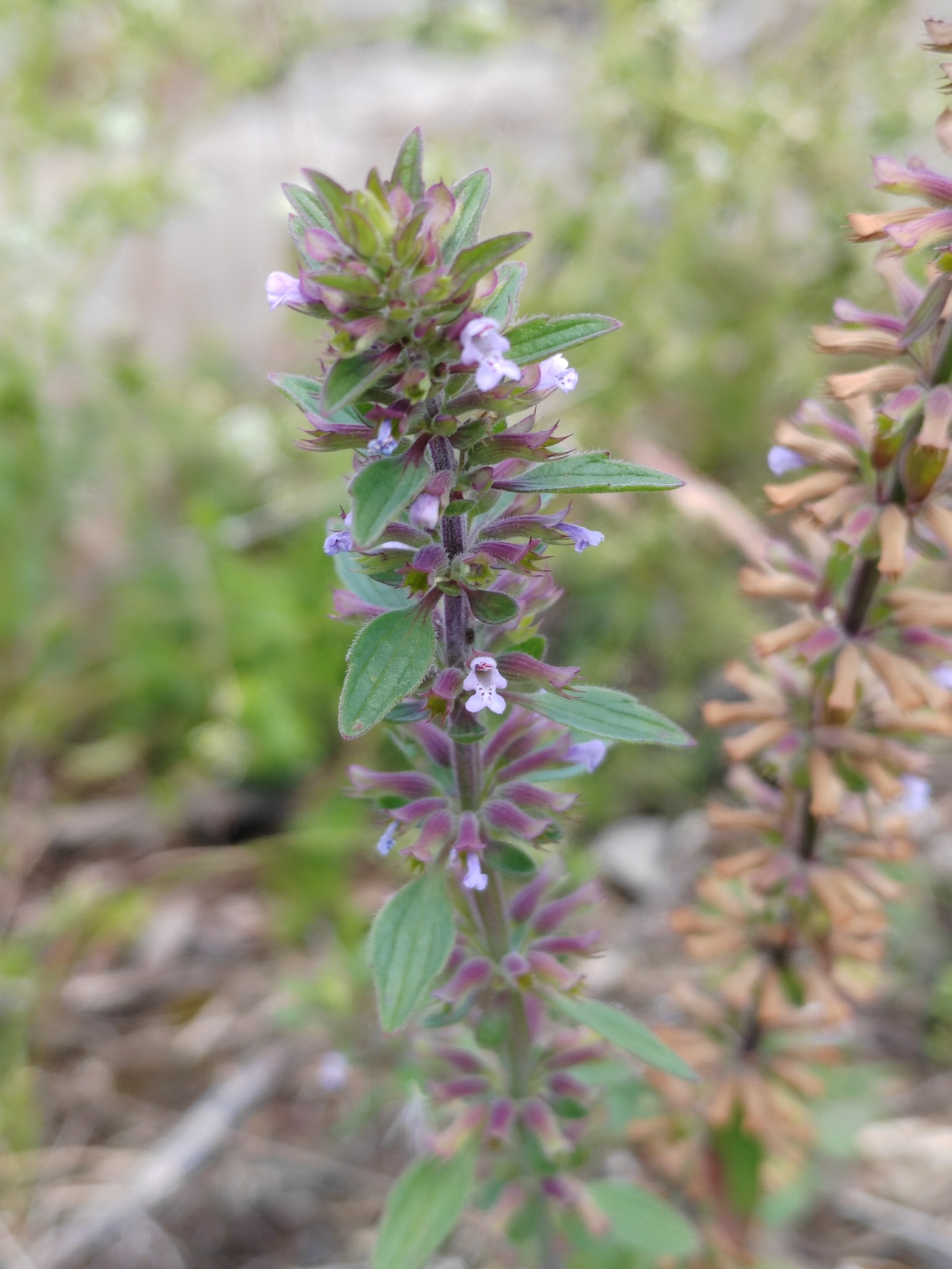 Dracocephalum thymiflorum