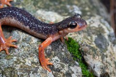 Atif's Salamander photo 3