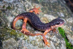 Atif's Salamander photo 1
