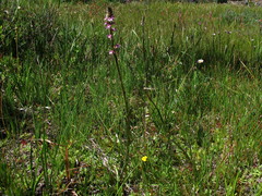 Pedicularis attollens