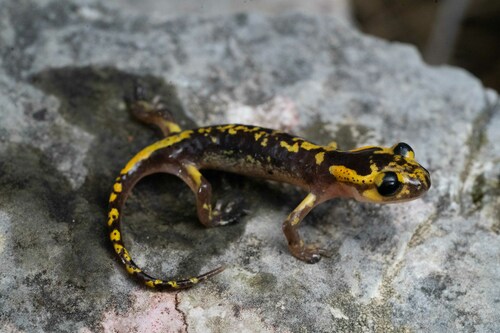 Luschan’s salamander, Lyciasalamandra antalyana