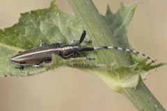 Agapanthia suturalis