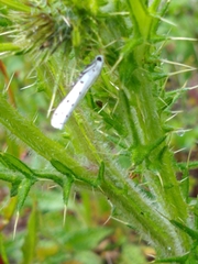 Myelois circumvoluta