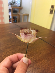Calochortus fimbriatus