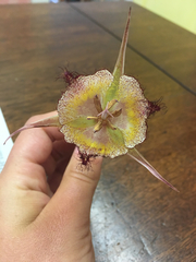 Calochortus fimbriatus