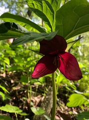 Trillium