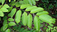 Thyrsodium spruceanum