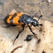 Nicrophorus sinensis - Photo (c) Feng Yucheng, algunos derechos reservados (CC BY-NC), subido por Feng Yucheng