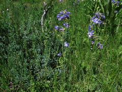 Polemonium occidentale