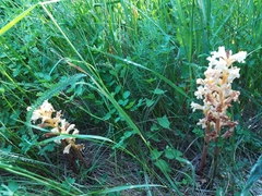 Orobanche lutea