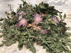 Centaurea raphanina mixta
