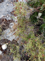 Sarcopoterium