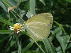 Eurema blanda arsakia