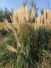 Cortaderia selloana