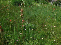 Micranthes bryophora