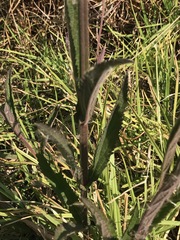 Verbena brasiliensis