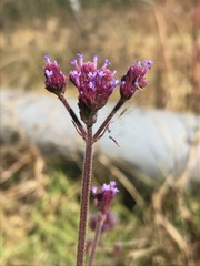 Verbena bonariensis