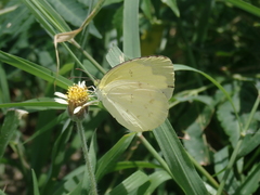 Eurema blanda arsakia