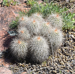 Echinocereus reichenbachii baileyi