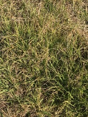 Cenchrus clandestinus