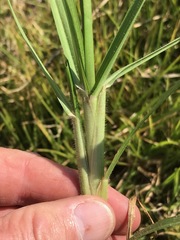 Cenchrus clandestinus