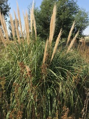 Cortaderia selloana