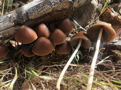 Psathyrella atrospora