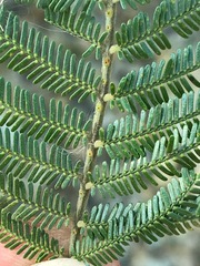 Acacia mearnsii