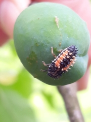 Harmonia axyridis