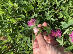 Trifolium medium
