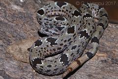 Crotalus lepidus klauberi