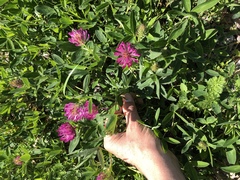 Trifolium medium
