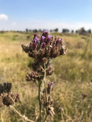 Verbena bonariensis