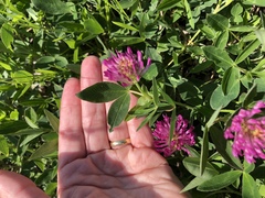 Trifolium medium