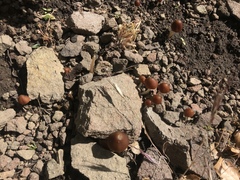 Psathyrella atrospora