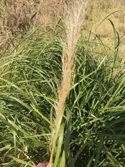 Cortaderia selloana